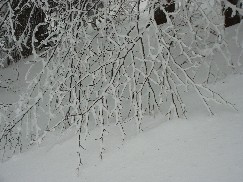 Zieleniec 2003